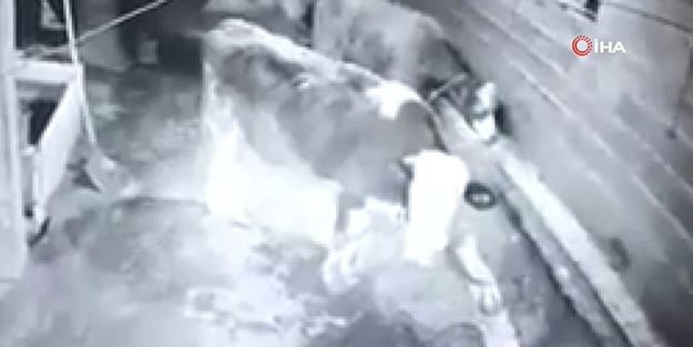Ahırdaki ineklerin deprem anındaki tedirginliği kameraya böyle yansıdı