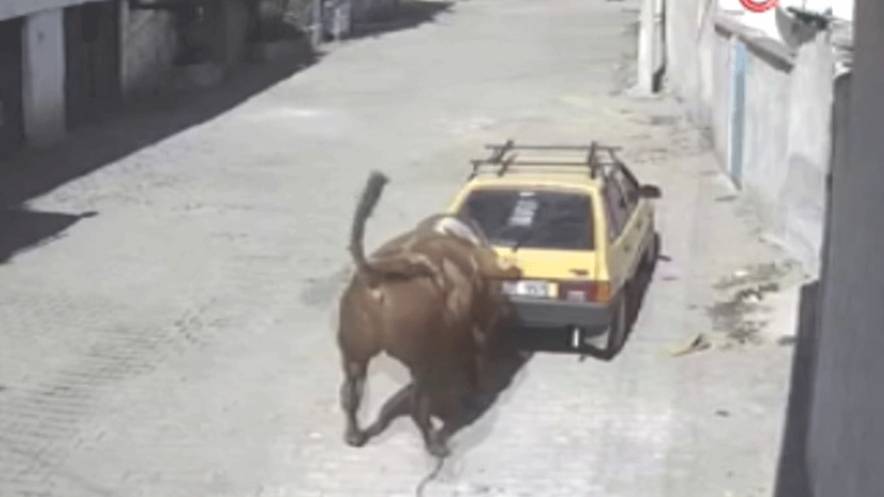 Ahırdan çıkınca çıldırdı: Hıncını arabadan çıkardı!