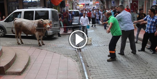 Ahırdan kaçan boğalar trafiği alt üst etti!