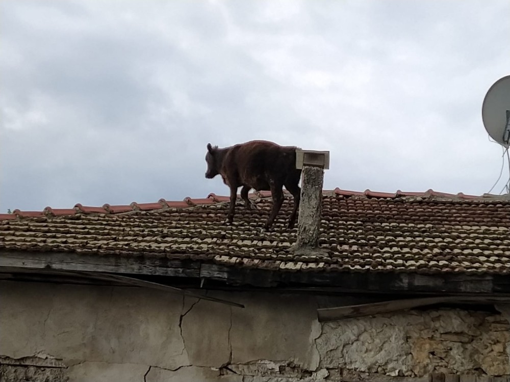 Ahırdan kaçan buzağı çatıya çıktı 
