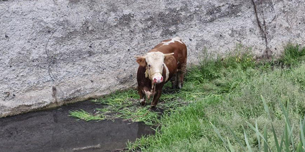 Ahırdan kaçan kurbanlık boğa ortalığı birbirine kattı!