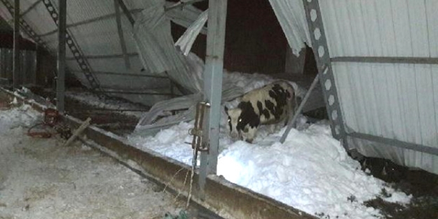Ahırın çatısı çöktü... Hayvanlar telef oldu