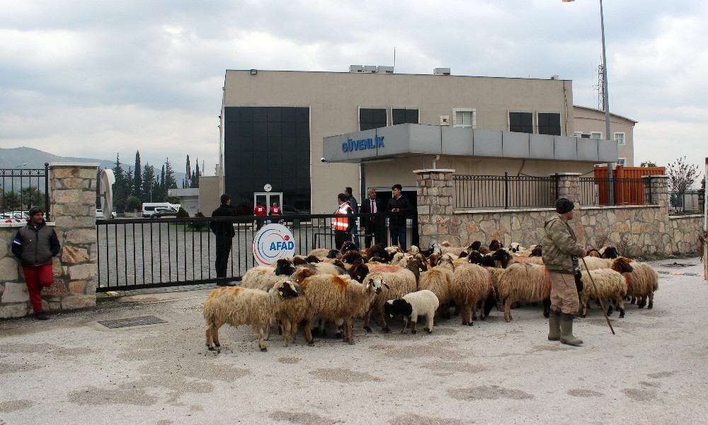 Ahırını su basan besici koyunlarıyla destek istedi 