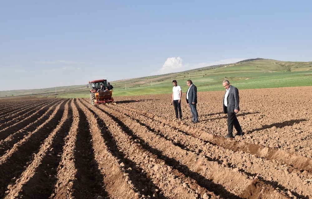 Ahlat’ta 50 bin dekar alanda patates ekimi yapılıyor 