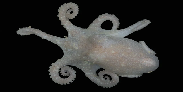 Ahtapot detayı! Antarti̇ka'nın gi̇zemi̇ böyle çözüldü