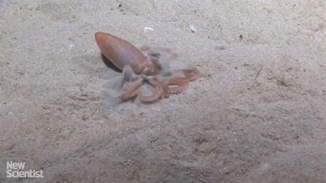 Ahtapot kendine hayran bırakıyor