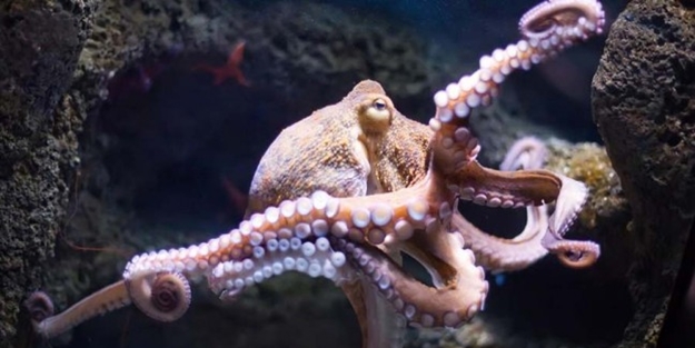 Ahtapotların uzaylı olduğu ortaya çıktı