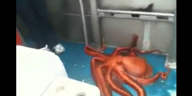 Ahtapot resmen iğne deliğinden geçti/ VİDEO