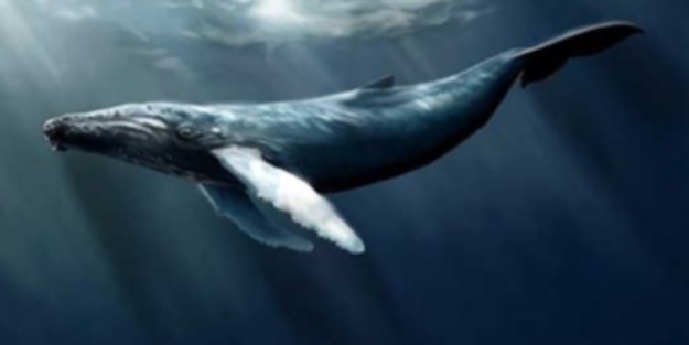 Aileler dikkat! Bu oyun intihara sürüklüyor