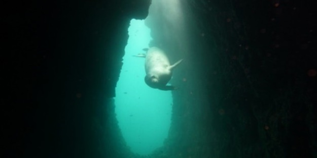 Airbus balıkların yuvası oldu