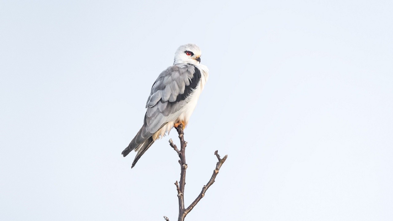 Ak çaylak Marmara’da