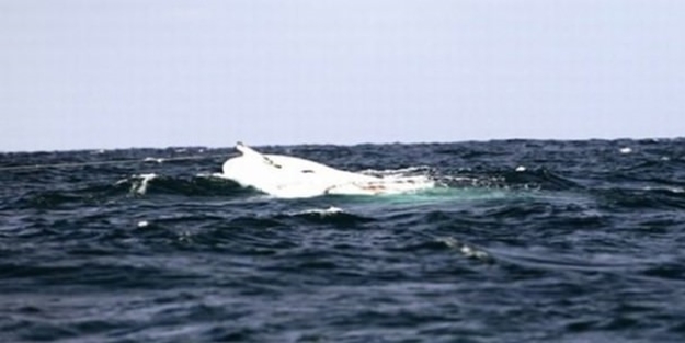 Akdeniz'de bir facia daha: 300 kişi...