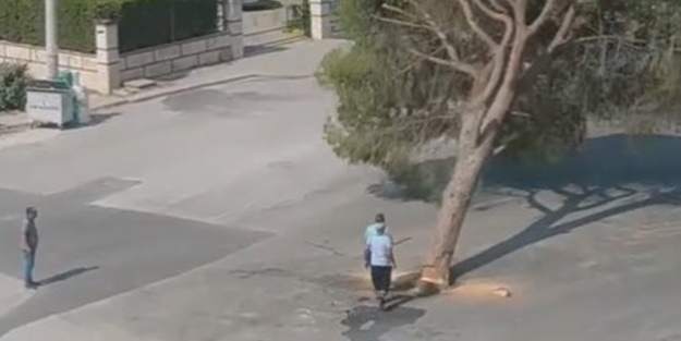 AK Parti'den CHP'li belediyenin ağaç katliamına sert tepki! 