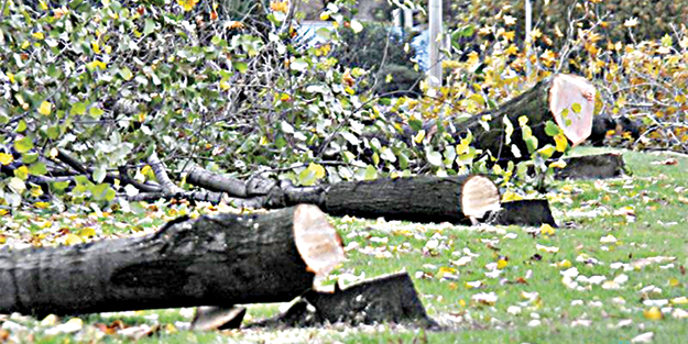 AK Parti’den Yalova’da ağaç seferberliği