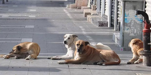 AK Partili isim resmen açıkladı! Başıboş köpek düzenlemesinde flaş gelişme