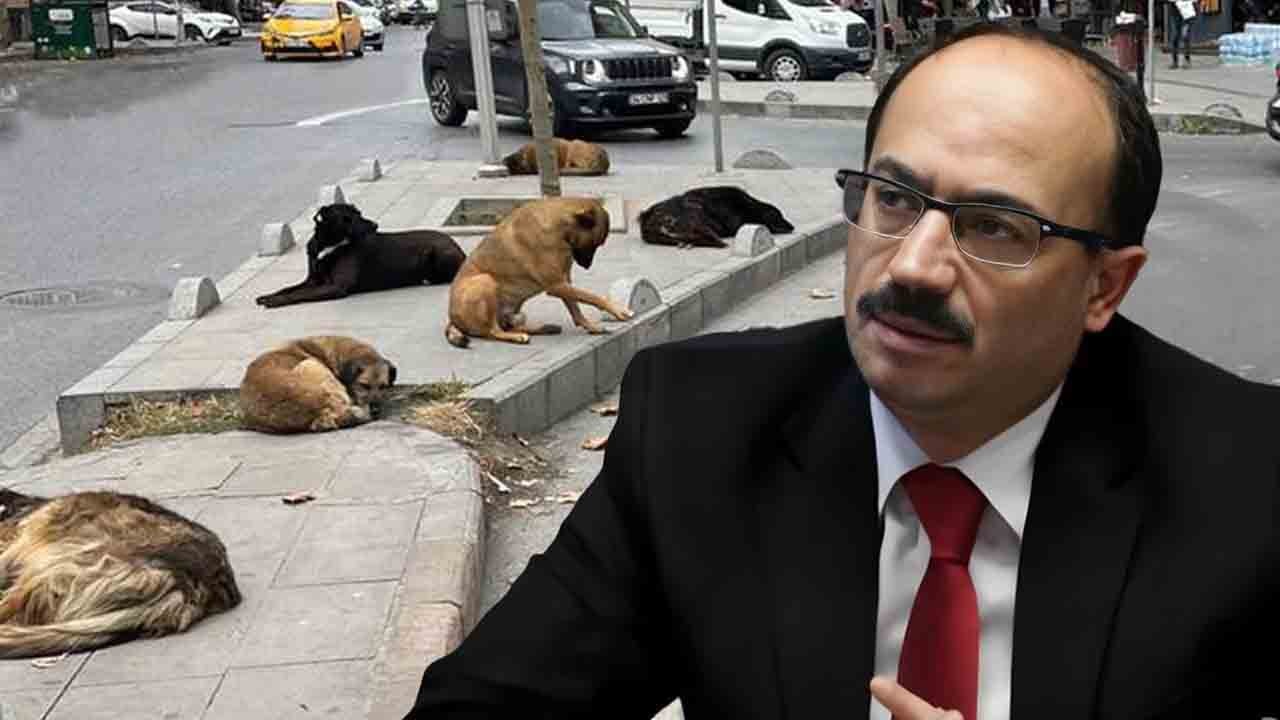 AK Partili Mesten’den çok sert başıboş köpek paylaşımı! "Sureti insan sireti köpek olan ‘azgın güruh’tan korkarak, ite it demeye çekinirsen…"