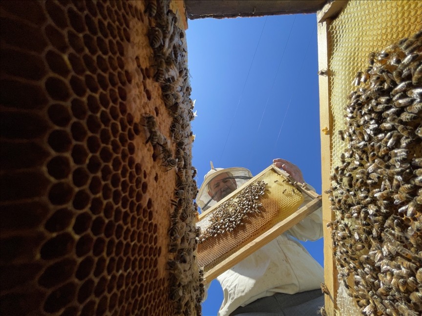 Akademik destek Bingöl balının üretim miktarını ve kalitesini artırdı