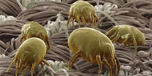 Akarları (mite) hafife almayın