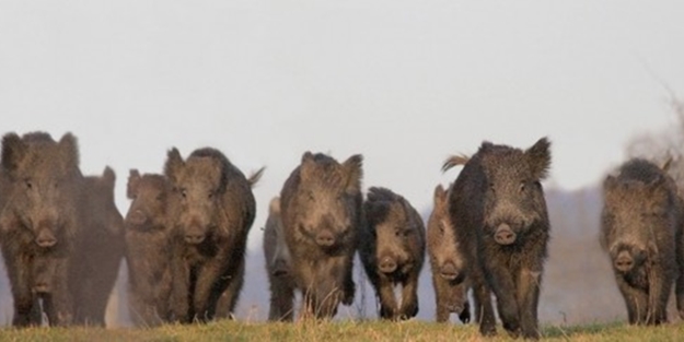 Akaryakıt krizi onları da vurdu: 120 bin domuzu itlaf edecekler