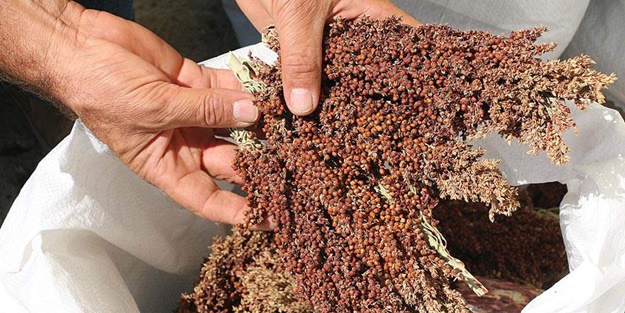 Akaryakıt sektörünün mucize bitkisi