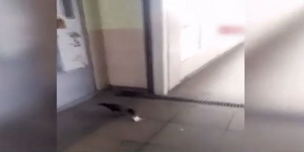 Karga parasını alıp kaçtı! İşte o anlar
