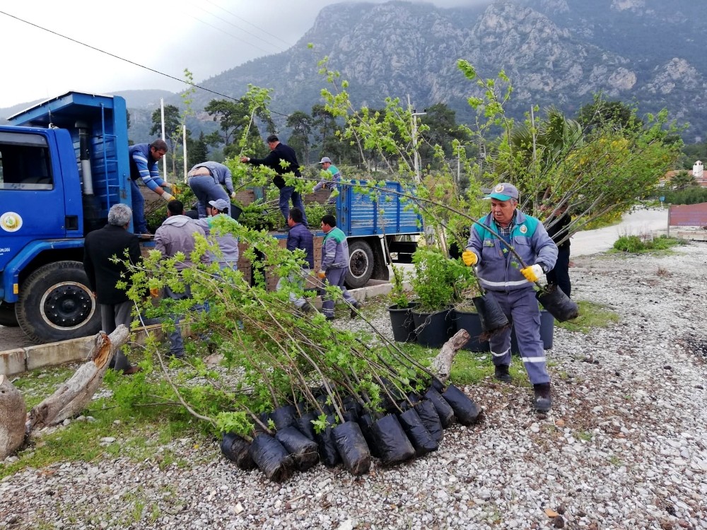 Akbük’e 100 adet Sığla ve Menengeç fidanı gönderildi 