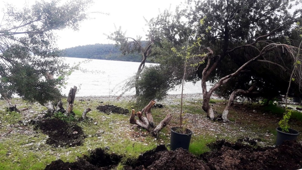 Akbük’te fidanlar toprakla buluştu 