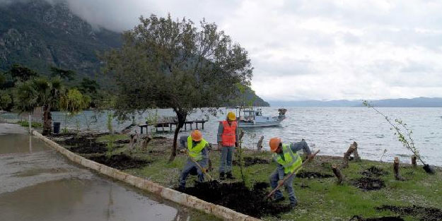Akbük'te kesilen ağaçların yerine 120 fidan dikildi