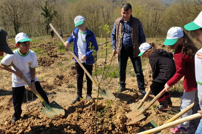 Akçakoca’da 600 kestane fidanı toprakla buluştu 