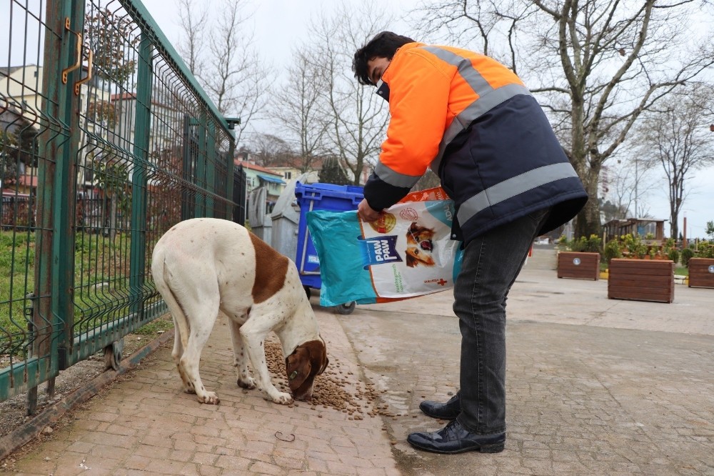 Akçakoca’da sokak hayvanları unutulmadı 
