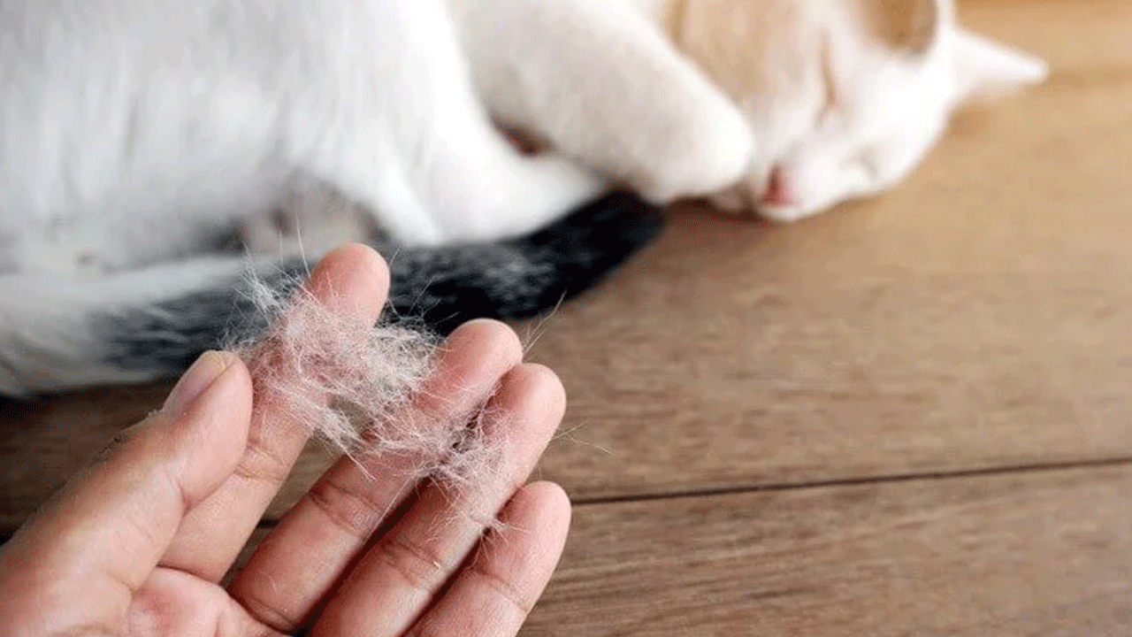 Akciğerine kedi tüyü kaçan adam hayatını kaybetti