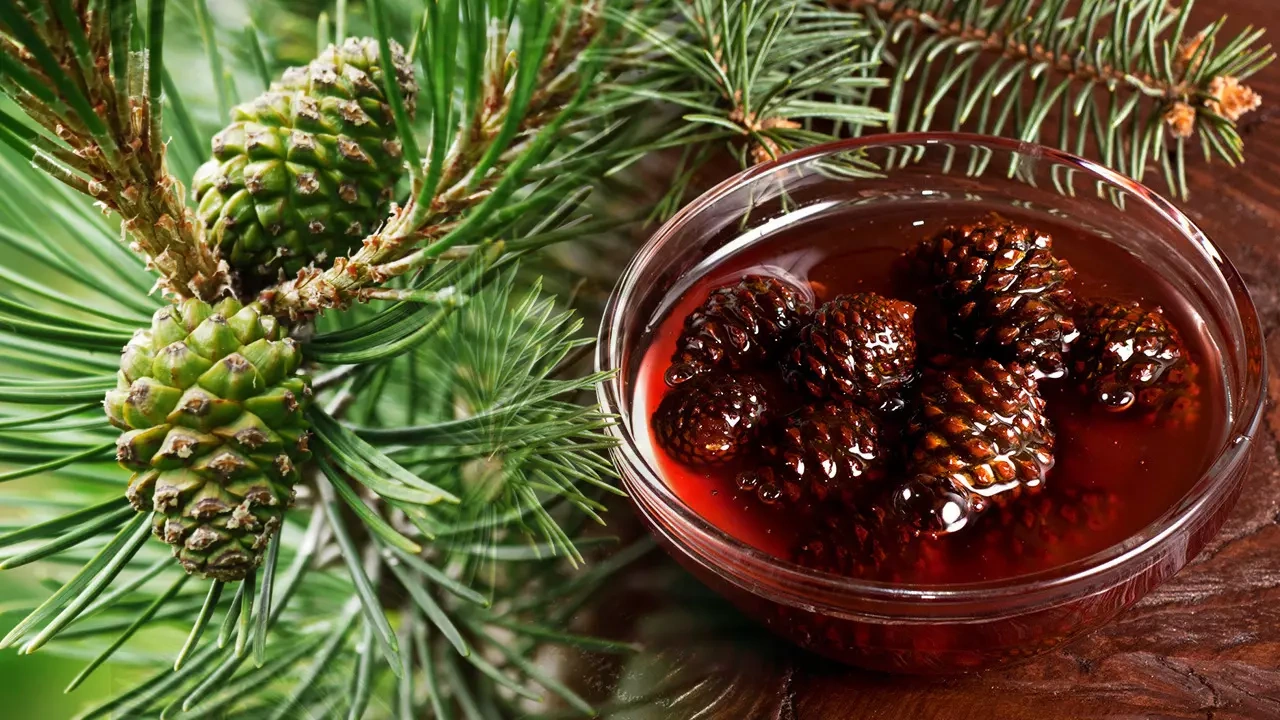 Akciğerleri mucizevi şekilde temizleyen çam kozalağı şurubunun sahtelerine dikkat!