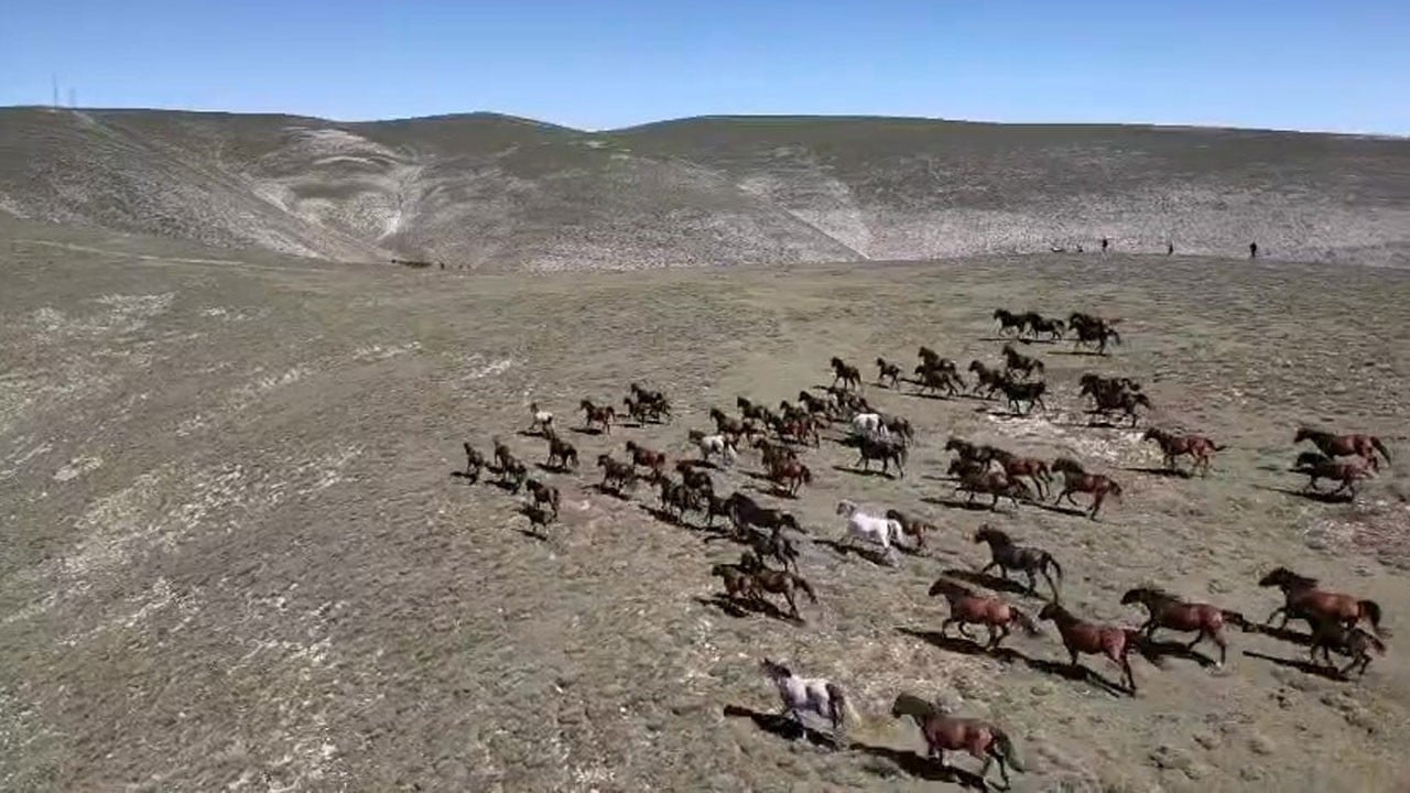 Akdağ’ın özgür ruhları dronla görüntülendi! Yılkı atları mest etti