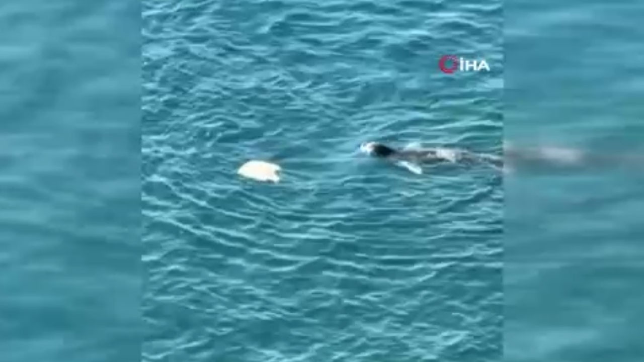 Akdeniz foku, vatozu bakın nasıl avladı