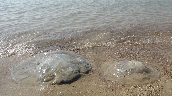 Akdeniz sahillerini istila ettiler