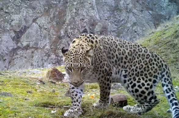 Akdeniz ve Ege'de 'Anadolu leoparı' heyecanı! Sayıları her geçen gün artıyor