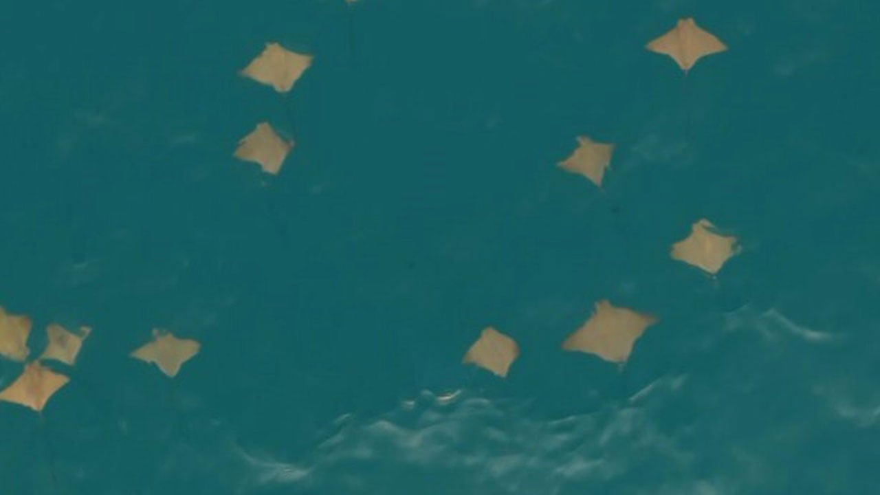 Akdeniz’de nadir görüntü! Dron kamerasına vatoz sürüsü yakalandı