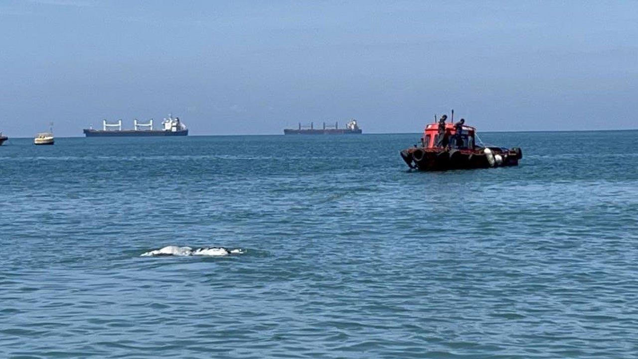 Akdeniz’de şaşırtan görüntü! Bu sefer balık değil bakın ne çıktı