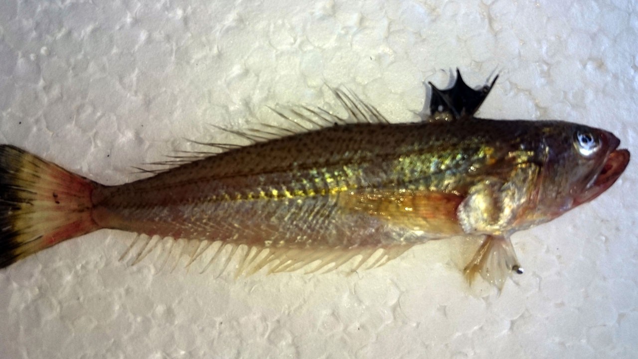 Akdeniz’in görünmez tehlikesi! Aman dikkat bu balık hastanelik ediyor