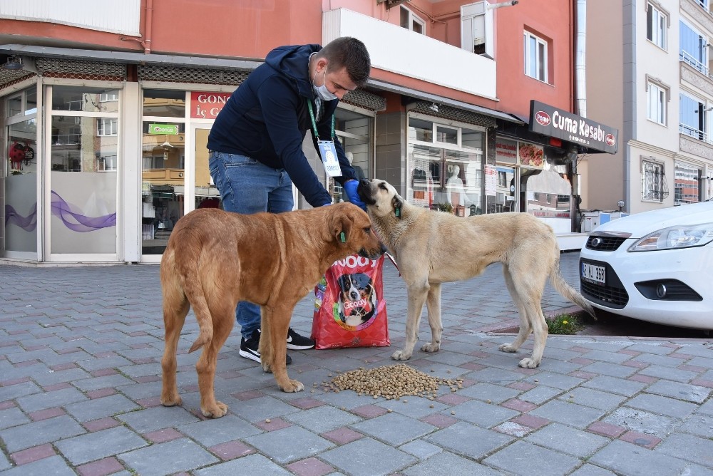 Akhisar Belediyesi sokağa çıkma yasağında sahipsiz hayvanları unutmadı 