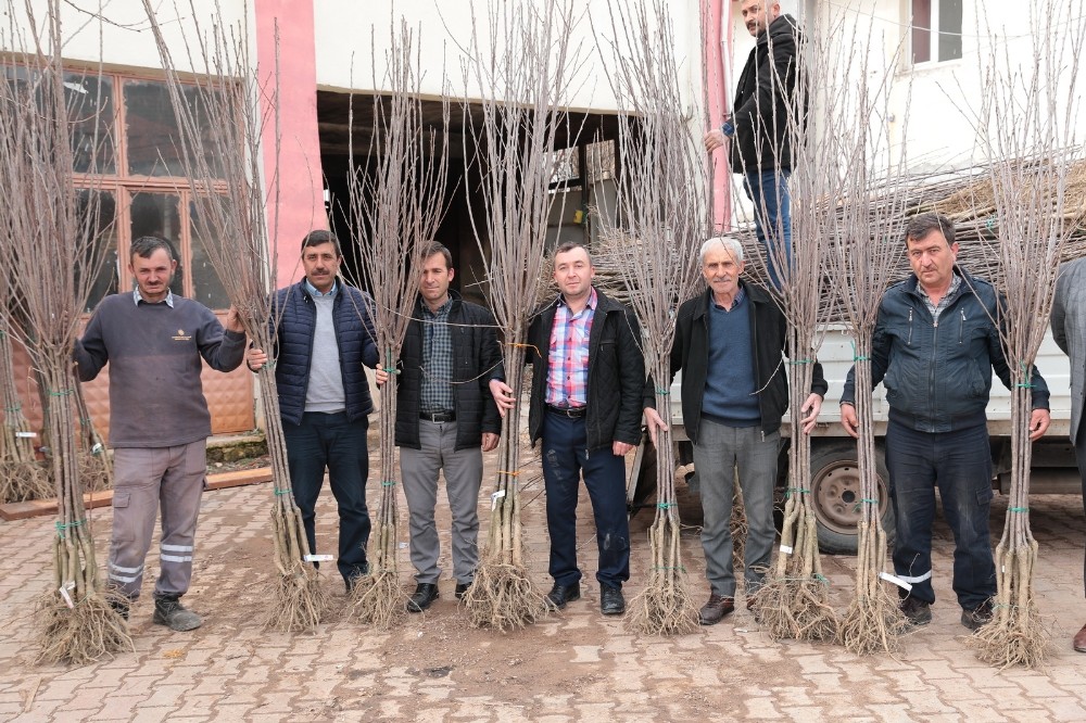 Akhisar’da artık kiraz da yetişecek 