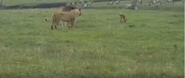 'Akıl Hastanesinden yeni kaçmış bir köpek'