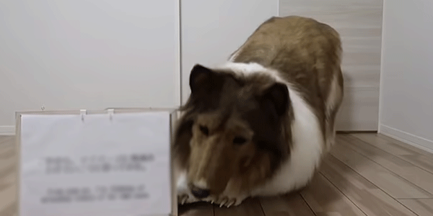 Akılalmaz olay! Adam köpeğe dönüştü