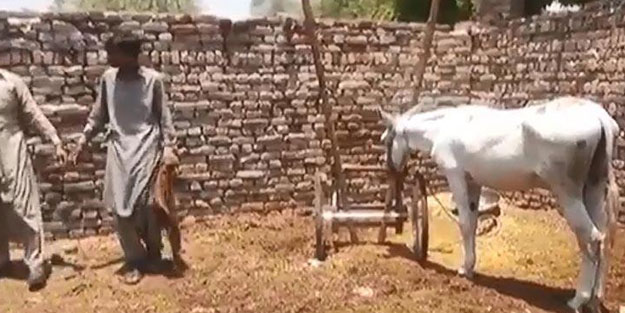 Akılalmaz olay! Eşek polis tarafından gözaltına alındı