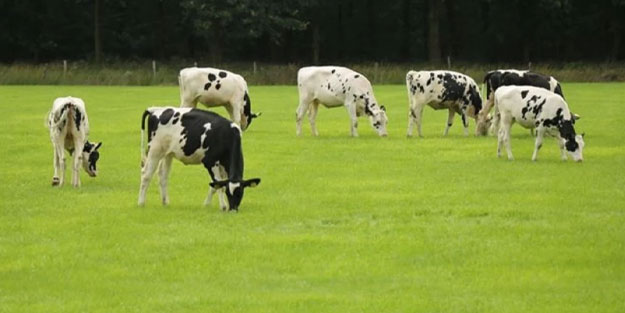 Akıllara durgunluk veren olay! 40 ineğin saldırısına uğrayan kadın öldü