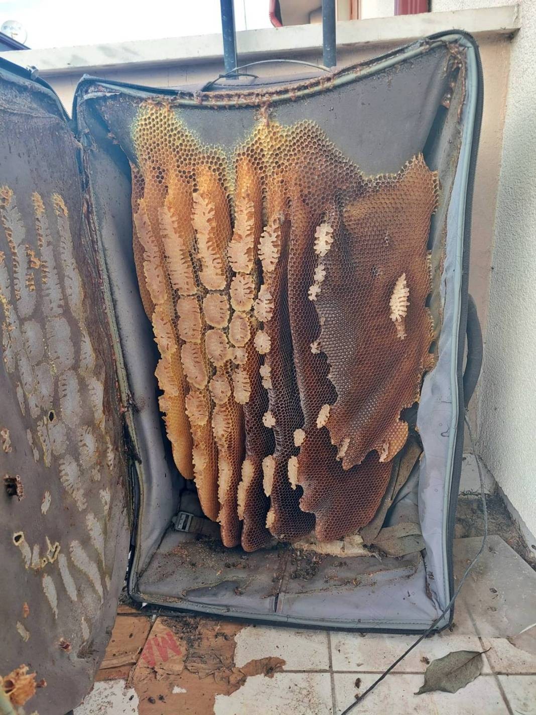 Akıllara durgunluk veren olay Düzce’de yaşandı! Seyahat için evdeki valizini açan adam hayatının şokunu yaşadı! Eliyle zor kaldırdı, kilolarca ağırlıkta