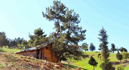 Akıllara durgunluk veren olay! Evin duvarlarından bakın ne çıktı