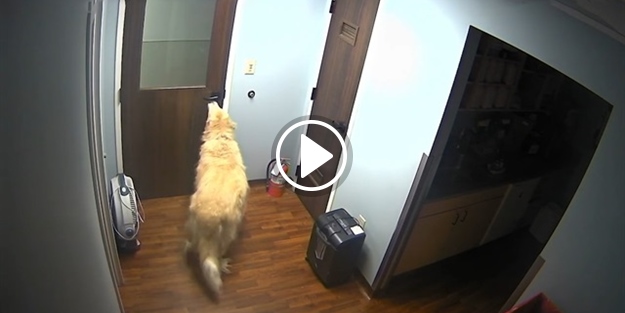 Akıllı köpek hastaneden böyle kaçtı