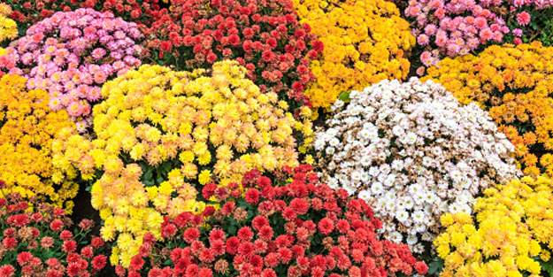 Akırı Karha: Öyle kazandıracak yöntemi var ki! Duyanlar keşke onu daha önce alsaydım diyecekler İşte cevap