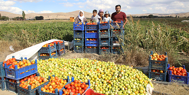 Akkuzulu domatesi üreticinin yüzünü güldürdü